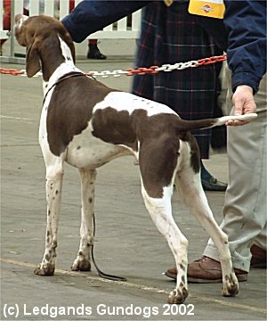 1st Junior Dog